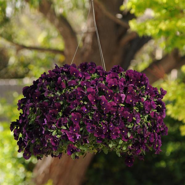 Spreading Pansy Cool Wave Purple - Basket