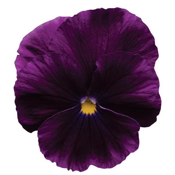 Spreading Pansy Cool Wave® Purple - Bloom