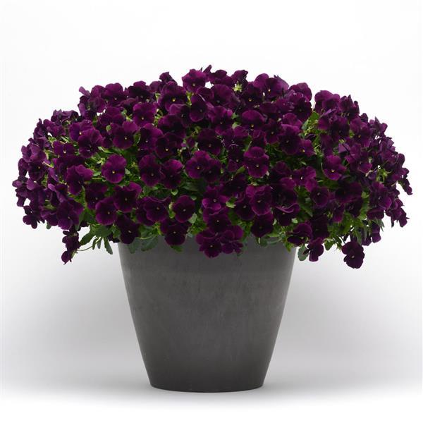 Spreading Pansy Cool Wave Purple - Container