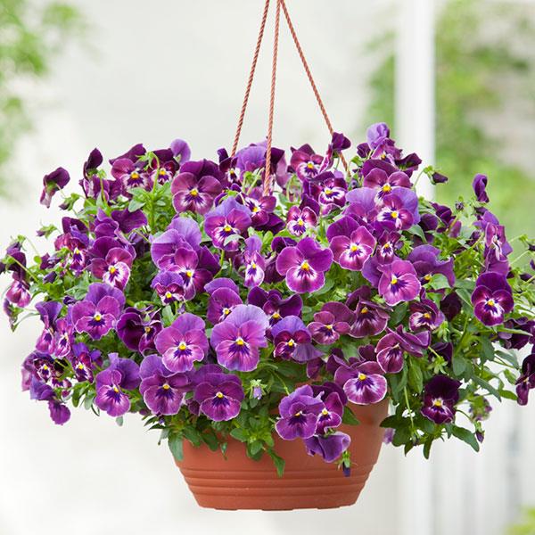 Spreading Pansy Cool Wave Raspberry - Basket