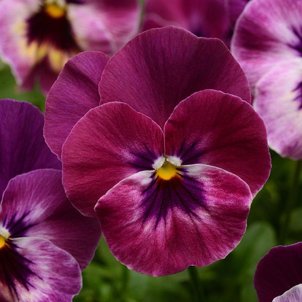 Spreading Pansy Cool Wave Raspberry - Bloom
