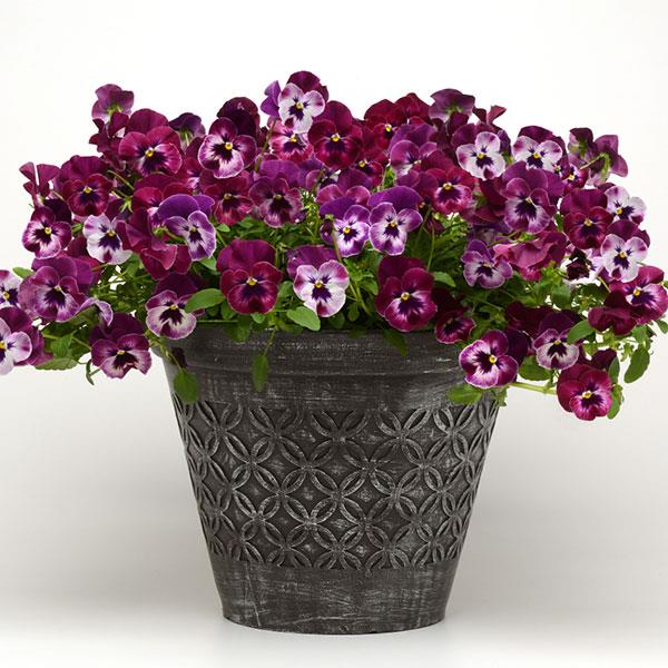 Spreading Pansy Cool Wave Raspberry - Container