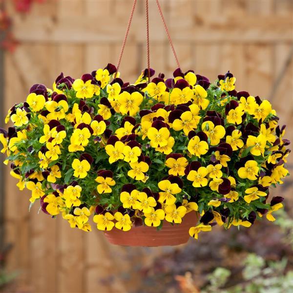 Spreading Pansy Cool Wave Red Wing - Basket