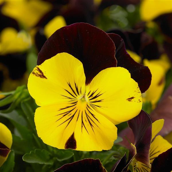 Spreading Pansy Cool Wave® Red Wing - Bloom