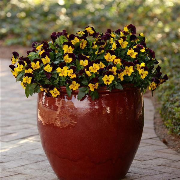Spreading Pansy Cool Wave Red Wing - Container