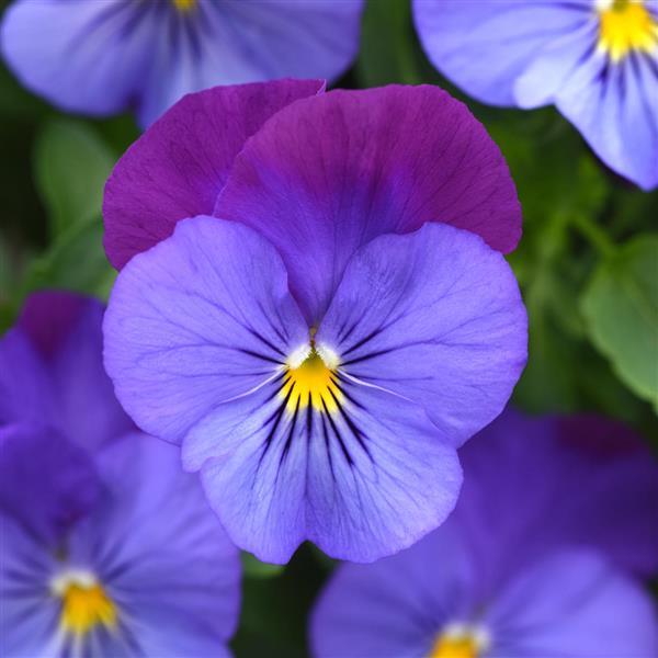 Spreading Pansy Cool Wave® Violet Blue - Bloom