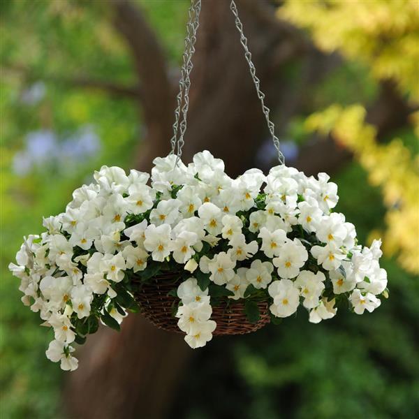 Spreading Pansy Cool Wave White - Basket
