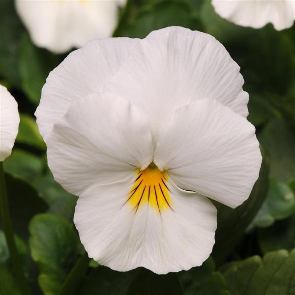 Spreading Pansy Cool Wave® White - Bloom