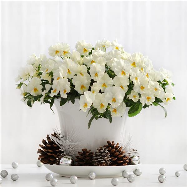 Spreading Pansy Cool Wave White - Container