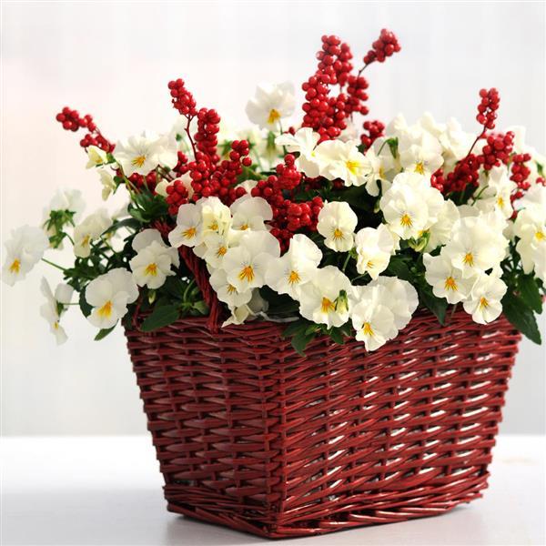 Spreading Pansy Cool Wave White - Displays