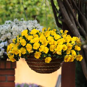 Spreading Pansy Cool Wave Yellow - Basket