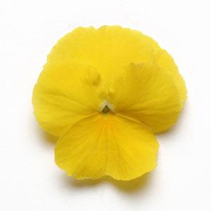 Spreading Pansy Cool Wave Yellow - Bloom