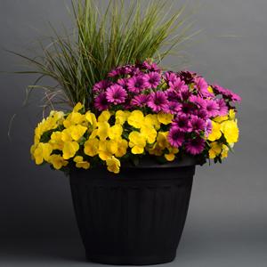 Spreading Pansy Cool Wave Yellow - Container