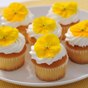 Spreading Pansy Cool Wave Yellow - Cutflower
