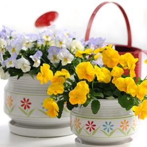 Spreading Pansy Cool Wave Yellow - Displays