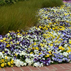 Spreading Pansy Cool Wave Yellow