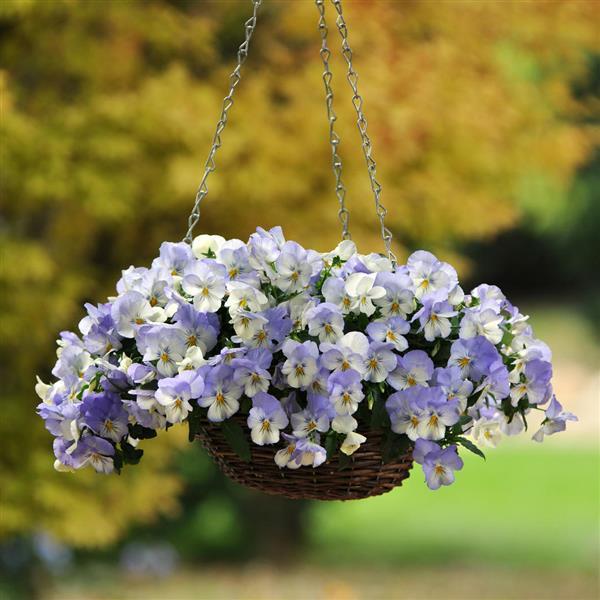 Spreading Pansy Cool Wave Frost - Basket
