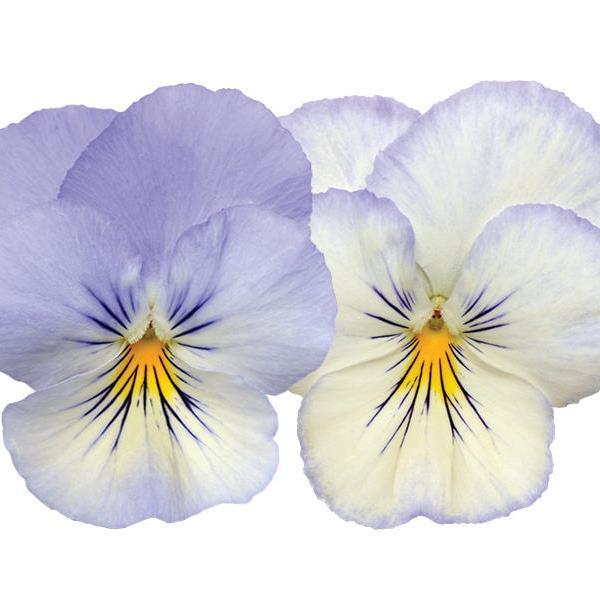 Spreading Pansy Cool Wave® Frost - Bloom