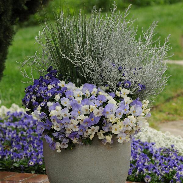 Spreading Pansy Cool Wave Frost - Container