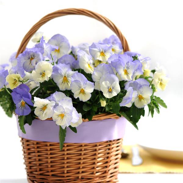 Spreading Pansy Cool Wave Frost - Displays