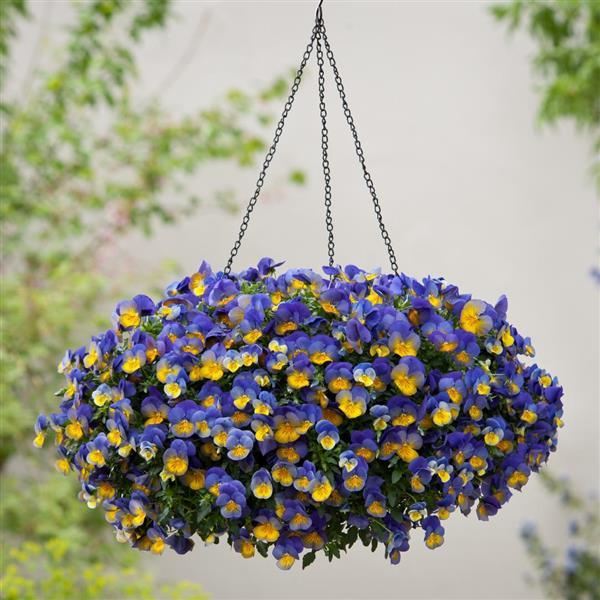 Spreading Pansy Cool Wave Morpho - Basket