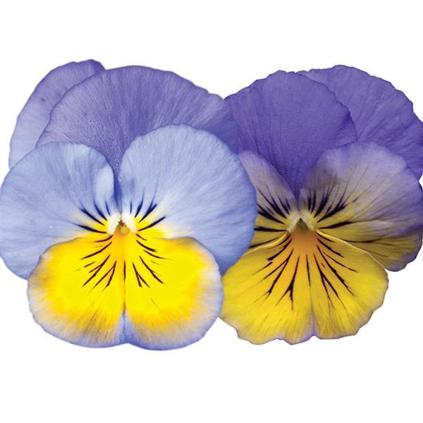 Spreading Pansy Cool Wave® Morpho - Bloom