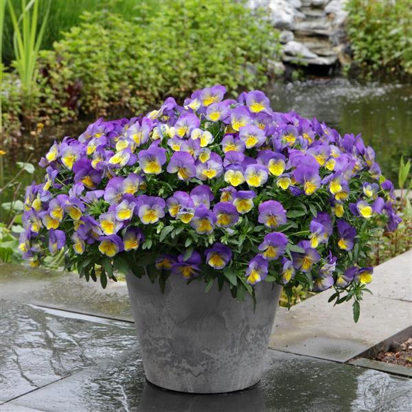 Spreading Pansy Cool Wave Morpho - Container