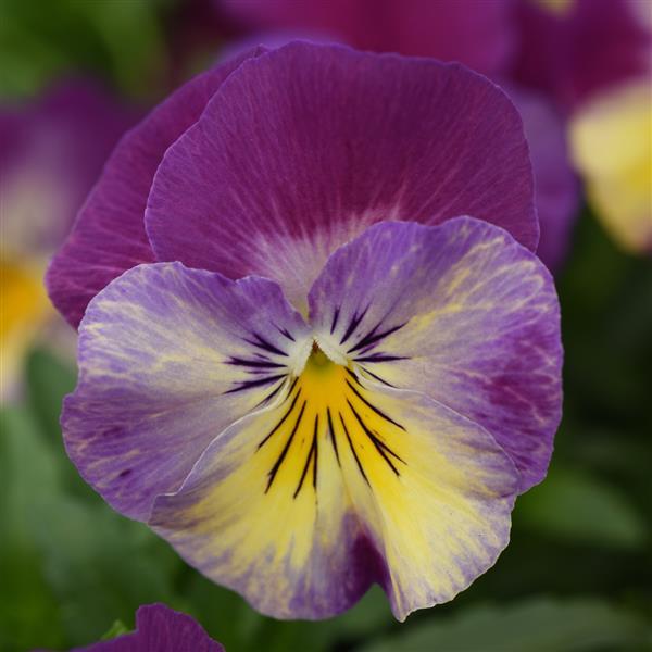 Spreading Pansy Cool Wave® Raspberry Swirl - Bloom