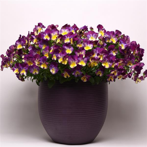 Spreading Pansy Cool Wave Raspberry Swirl - Container