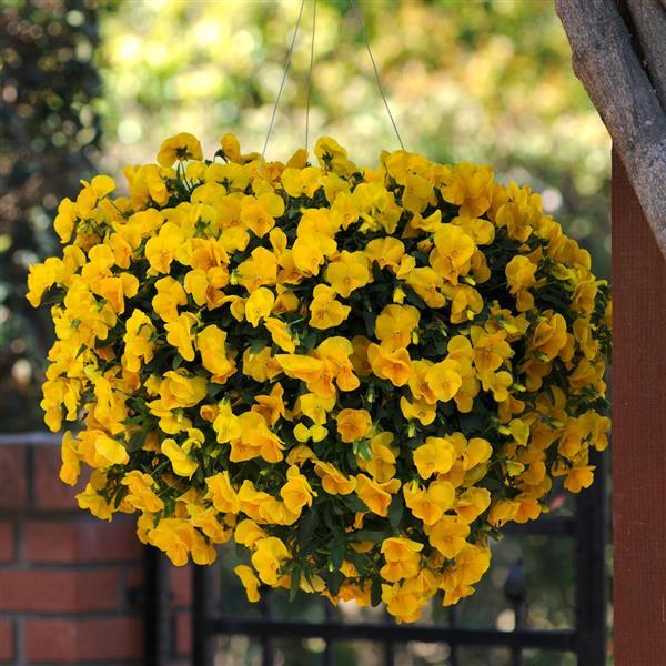 Spreading Pansy Cool Wave Golden Yellow - Basket