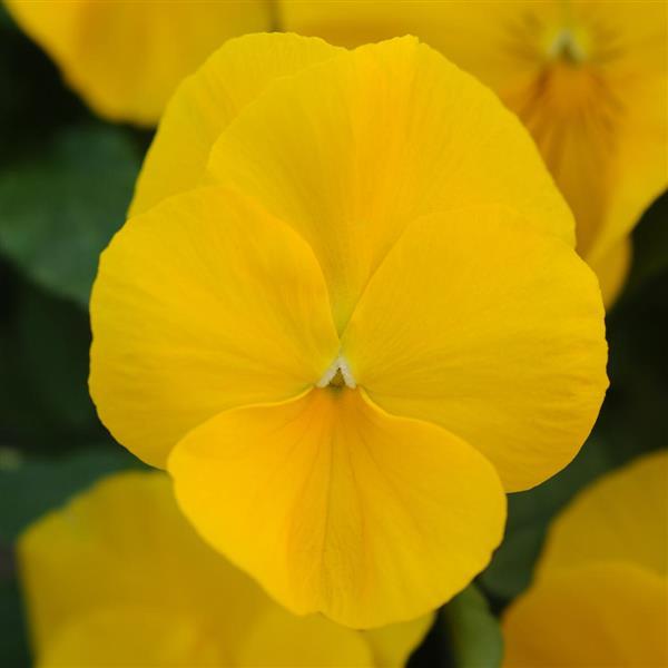 Spreading Pansy Cool Wave® Golden Yellow - Bloom