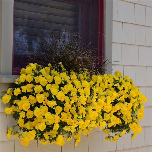 Spreading Pansy Cool Wave Golden Yellow - Commercial Landscape 1