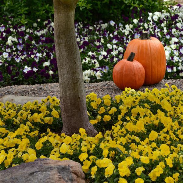 Spreading Pansy Cool Wave Golden Yellow - Commercial Landscape 2