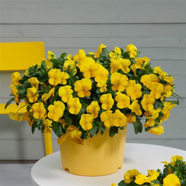 Spreading Pansy Cool Wave Golden Yellow - Container