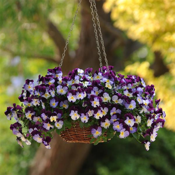 Spreading Pansy Cool Wave Violet Wing - Basket