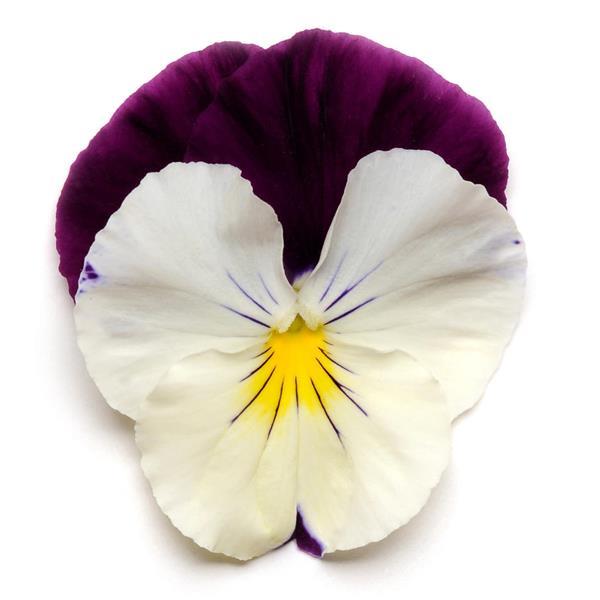 Spreading Pansy Cool Wave Violet Wing - Bloom