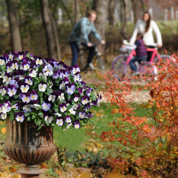 Spreading Pansy Cool Wave Violet Wing - Commercial Landscape 1