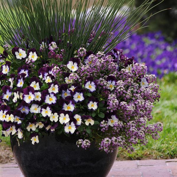Spreading Pansy Cool Wave Violet Wing - Commercial Landscape 2
