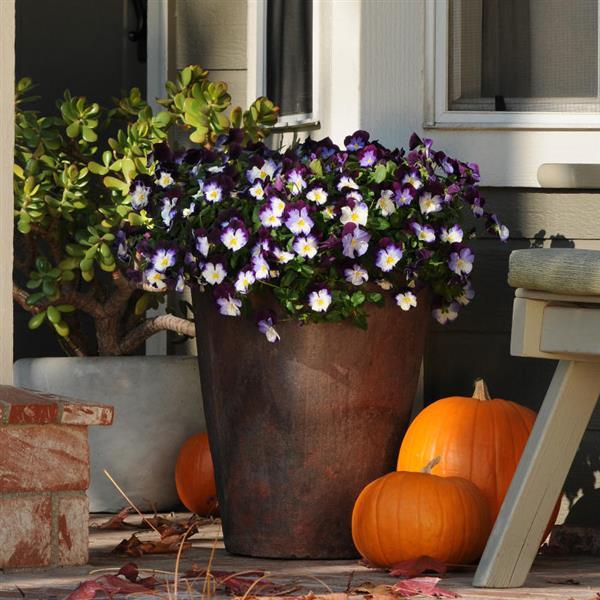 Spreading Pansy Cool Wave Violet Wing - Container
