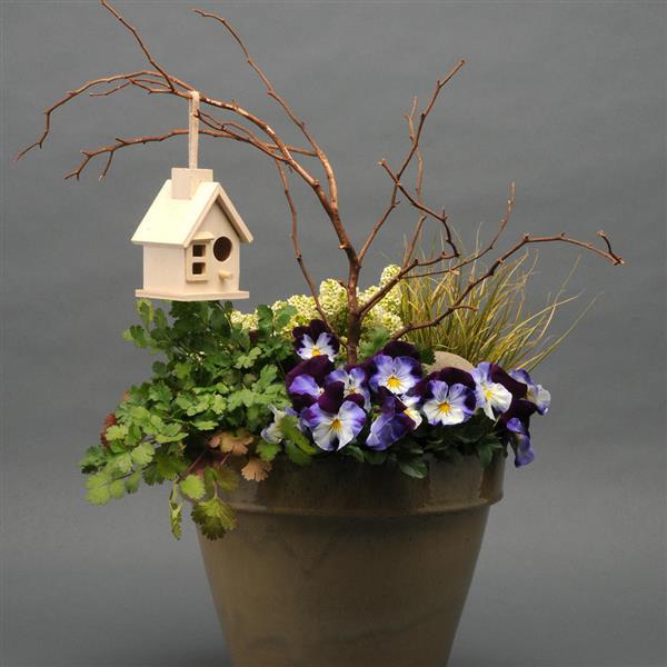 Spreading Pansy Cool Wave Violet Wing