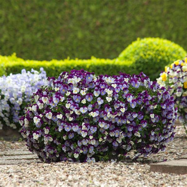 Spreading Pansy Cool Wave Violet Wing - Landscape