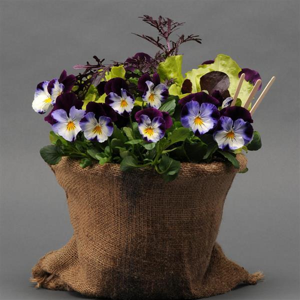 Spreading Pansy Cool Wave Violet Wing - Vegetables