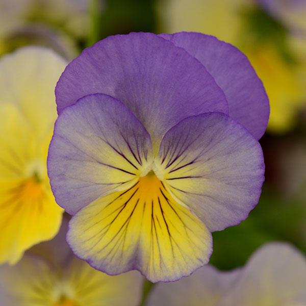 Spreading Pansy Cool Wave Blueberry Swirl - Bloom