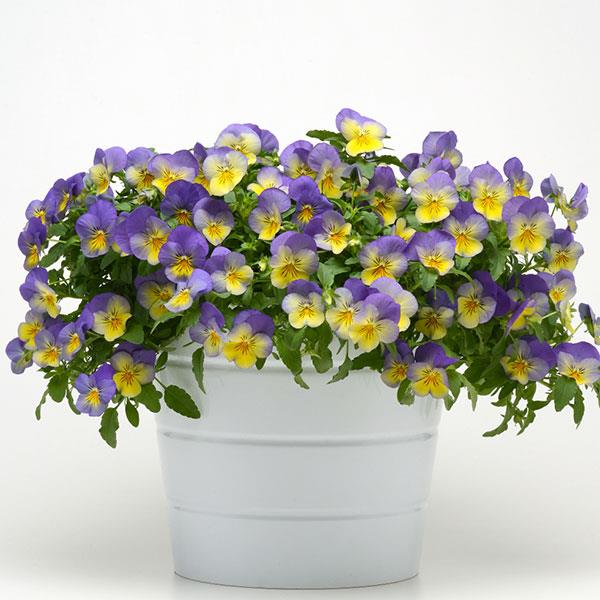 Spreading Pansy Cool Wave Blueberry Swirl - Container