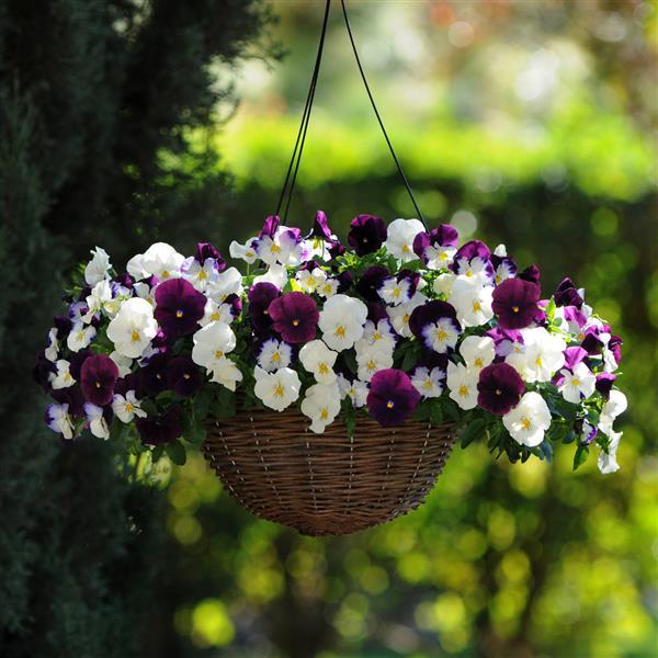 Spreading Pansy Cool Wave Berries 'N Cream Mixture - Basket