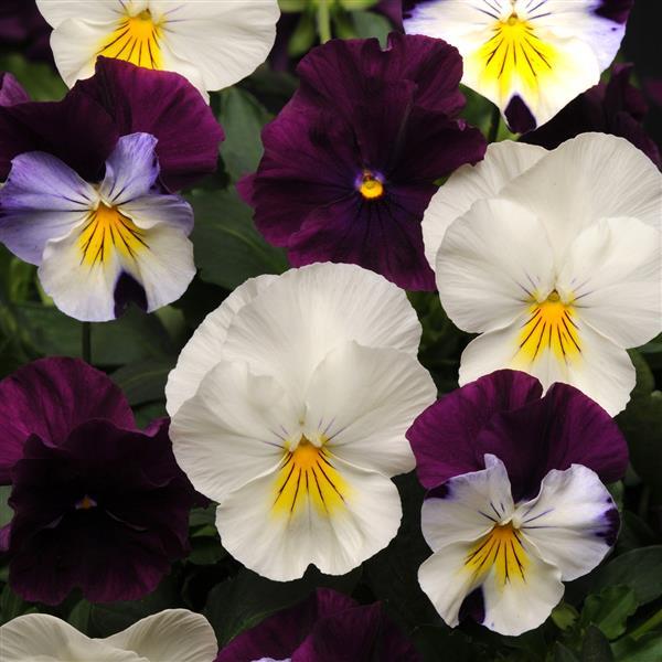 Spreading Pansy Cool Wave® Berries 'N Cream Mixture - Bloom