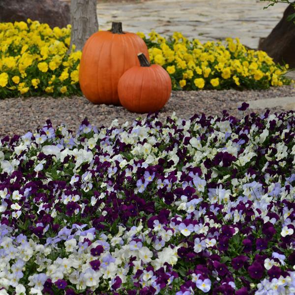 Spreading Pansy Cool Wave Berries 'N Cream Mixture - Commercial Landscape 1