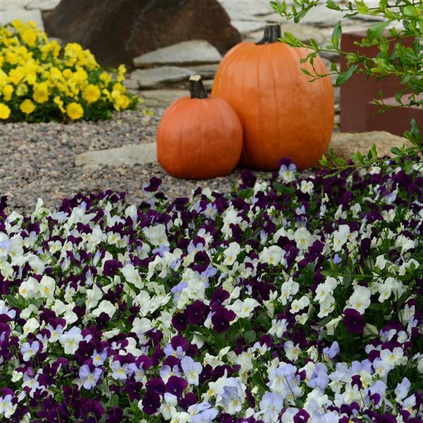 Spreading Pansy Cool Wave Berries 'N Cream Mixture - Commercial Landscape 3