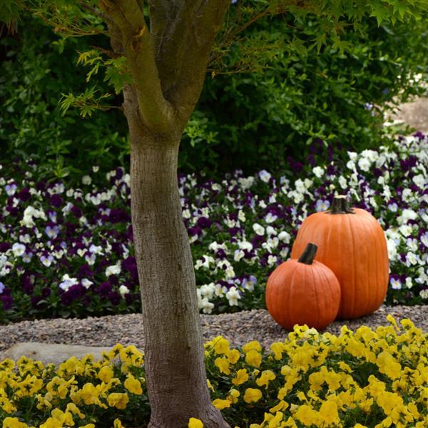 Spreading Pansy Cool Wave Berries 'N Cream Mixture - Landscape