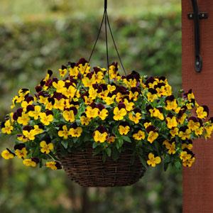 Spreading Pansy Cool Wave Sunshine 'N Wine - Basket
